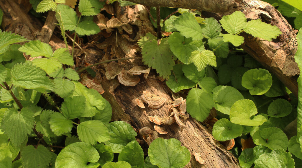 A brown tree branch lies surrounded by green nettles and other bright leaves. Sunlight lights the tips of the leaves and falls onto fungi which are growing on the branch.