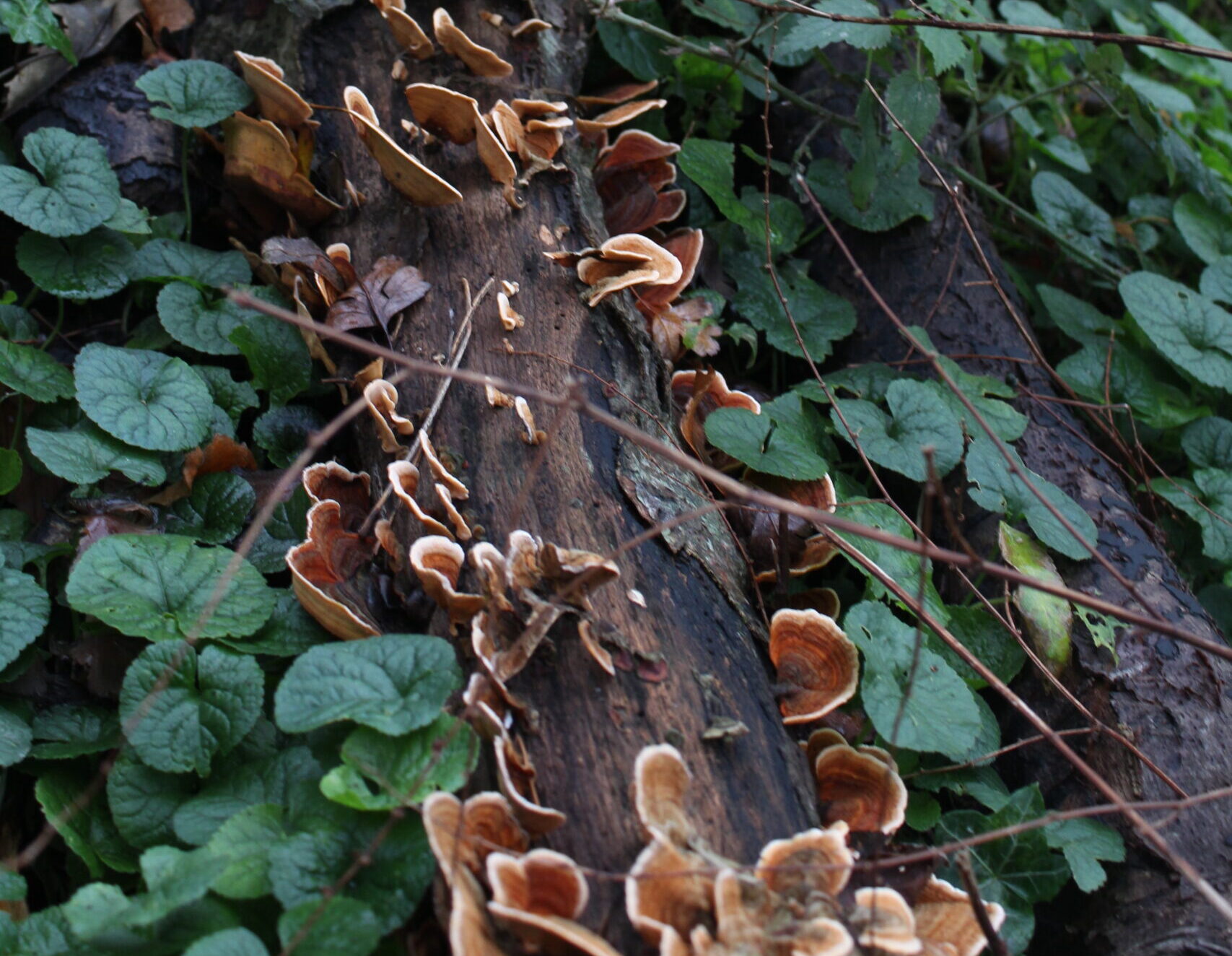 Walk 2 – Friston Forest, 3 December 2022